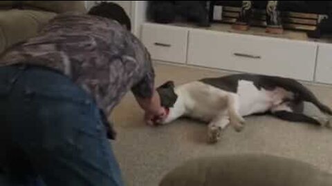 Cão adora ser arrastado no chão pelo dono