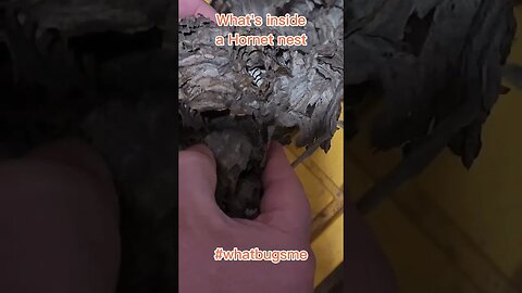 What's Inside a Hornets Nest? #whatbugsme