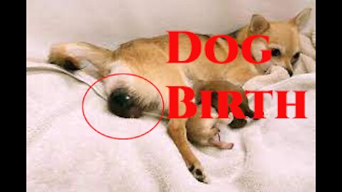 Amazing Dog Birth While Standing LIVE!