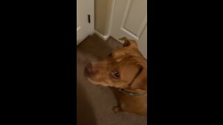 Exited Pitt Bull talking