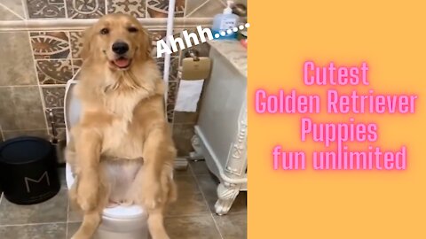 Cutest Golden Retriever Puppies fun unlimited Funny, Puppy Videos 2021