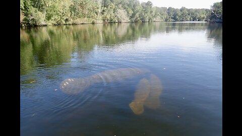 Manatee Joy in Florida