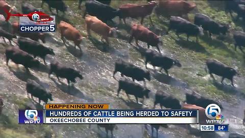 Hundreds of cow rescued from flooded ranch in Okeechobee County