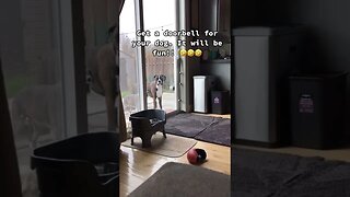 Boxer dog demands to be let inside gets frustrated after multiple rings