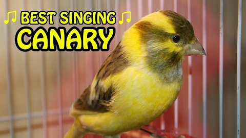canary bird singing.best singing !