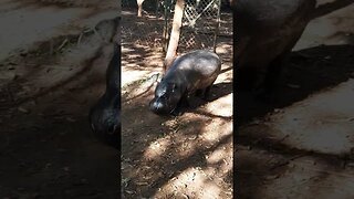 savannah hippo #relaxing #lions #nature #travel #wildlife #viral #animals #love #cat#short