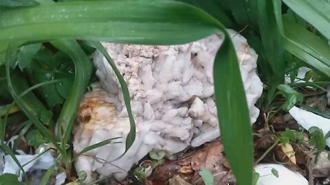 A Rockhounds Garden