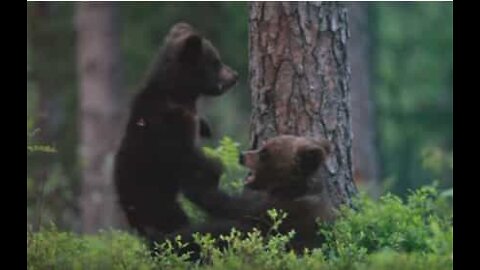 Cuccioli di orso fanno teneramente la lotta