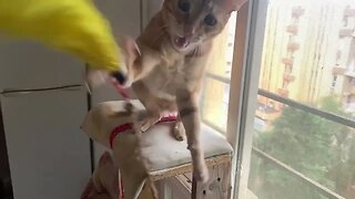Orange Cat Really Wants To Catch Feather Toy 😹