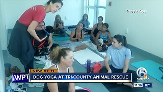 Dog yoga at Tri-County Animal Rescue in Boca Raton