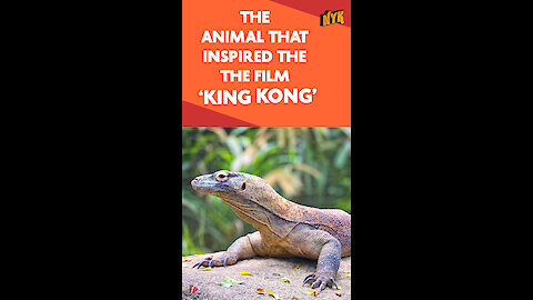 What Do You Know About Komodo Dragons?