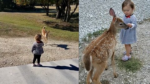 Kiddo_Makes_Friends_with_a_Fawn