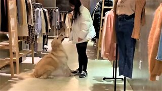 Golden Retriever literally can't leave owner's side