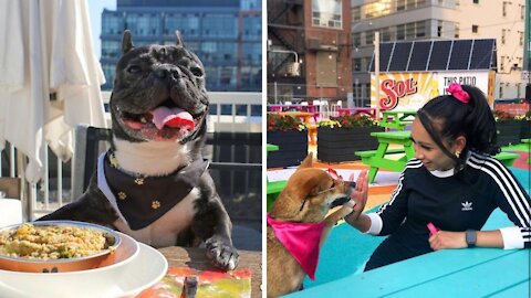 7 Patios In Toronto You & Your Dog Can Have A Hot Girl Summer At