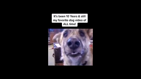 This Dog can Talk & understand like Humans