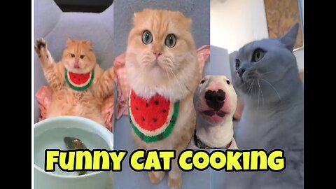 Funny cat Cooking Fish