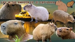 Life In The Amazon Ep. 31: Capybaras