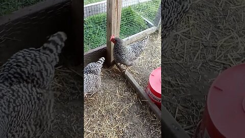 Broody Chickies Locked Out of Coop