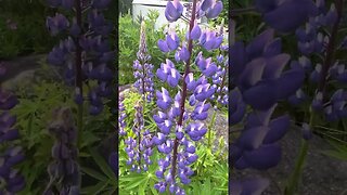 Home mountain garden #lupins #flowers #bees #flow hive # botanical gardens