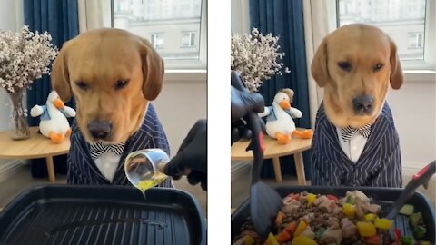 🐶 Well Dressed Dog waits patiently for his Favorite Food to be prepared 🐶