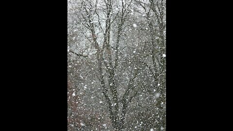 A view of snowfall and a slow display❄❄