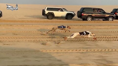The first half of the Saluki racing qualifiers - Marmi 2023