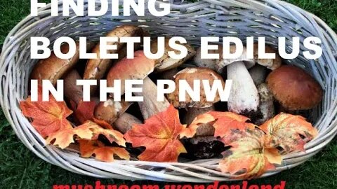 How to Find Boletus Edilus (Porcini Mushrooms) in the PNW