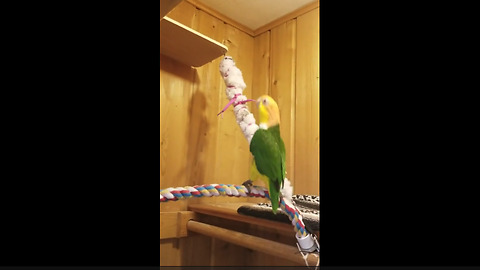 Hilarious parrot literally can't stop dancing