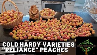 Cold Hardy Peach varieties - zone 4!