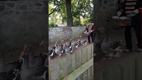 Gänsemarsch auf dem Dorfmarkt in Riddagshausen bei Braunschweig #shorts #natur #markt #braunschweig