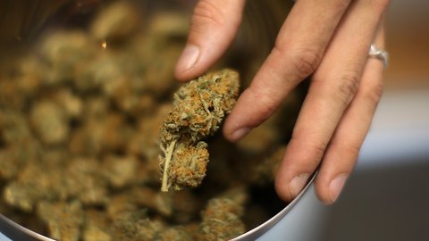 What Weed Could Do For Tax Revenues