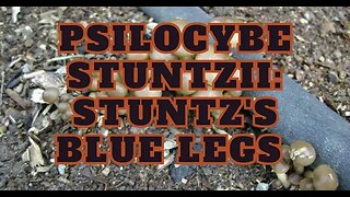 Psilocybe Stuntzii