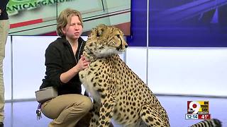 Cincinnati Zoo's cheetah, Donni, works as animal ambassador