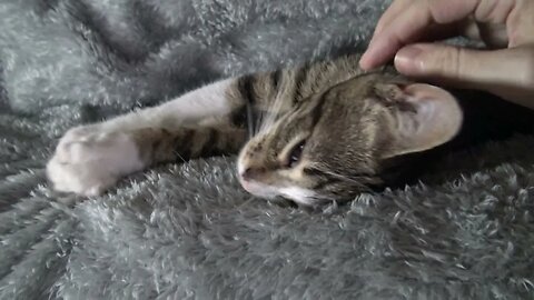 Cute Little Cat Wakes up and Stretches - قطة صغيرة لطيفة تستيقظ وتتمدد