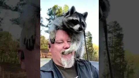 #raccoons #raccoon #viral #fyp #shorts #short #reels #reel #funny #nature #funnymoments #funnyracoon