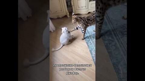 WILD cat vs Pet Cat