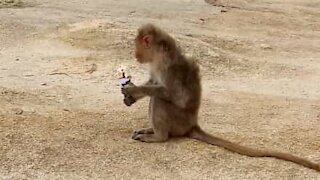 Macaco rouba sorvete de visitante!