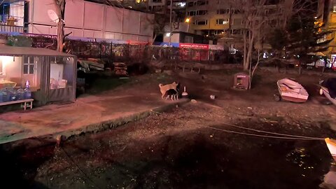 Two Dogs Shagging in front of The Mosque | Istanbul | Turkey