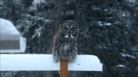 Great Grey Owl Caught On Camera In All His Beauty