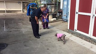 Puppy Is Reunited With The Firefighter Who Saved Her From Abuse
