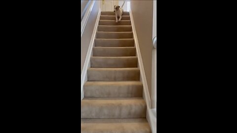 A clever dog has found the another way to descent from stairs
