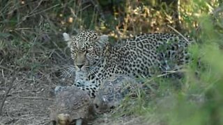 Jagende leopard blev afbudt... Af to lidenskabelige skildpadder!