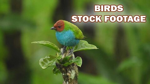 Beautiful Birds Stock footage HD 4K