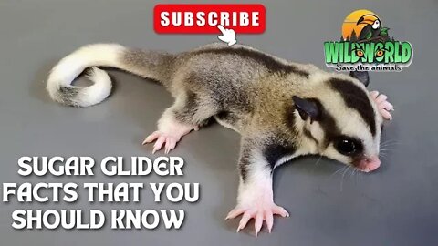 amazing sugar glider facts you should know