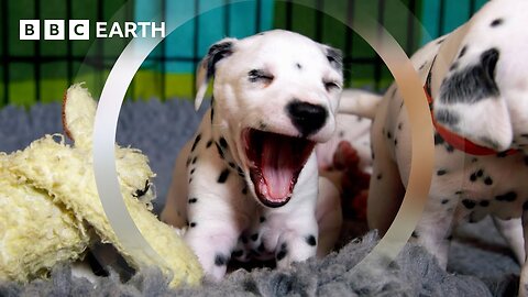 Dalmatian Pups Get First Taste of Outside World Wonderful World of Puppies BBC Earth
