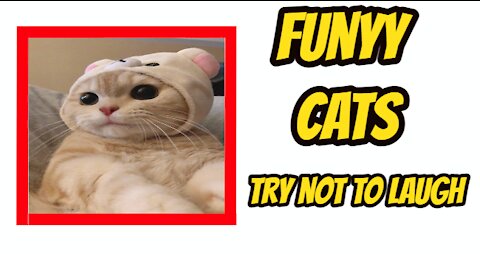 Try not to laugh Funny Cats Compilation 2021