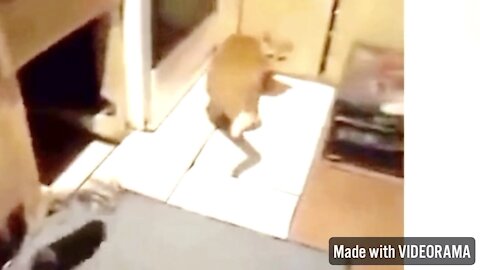 OMG CATS GYMS TO BEAT CAT WHILE MONKEY CRIES LOUDLY FOR FOOD