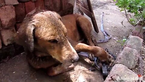 Dog`s paw destroyed by hunters traps but his courage prevails