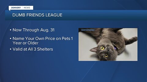 Dumb Friends League offering discount in August