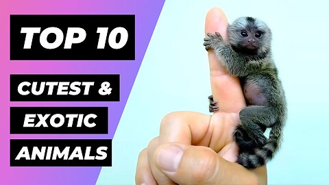 TOP 10 Cutest and Most EXOTIC ANIMALS In The World | 1 Minute Animals
